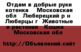 Отдам в добрые руки котенка. - Московская обл., Люберецкий р-н, Люберцы г. Животные и растения » Кошки   . Московская обл.